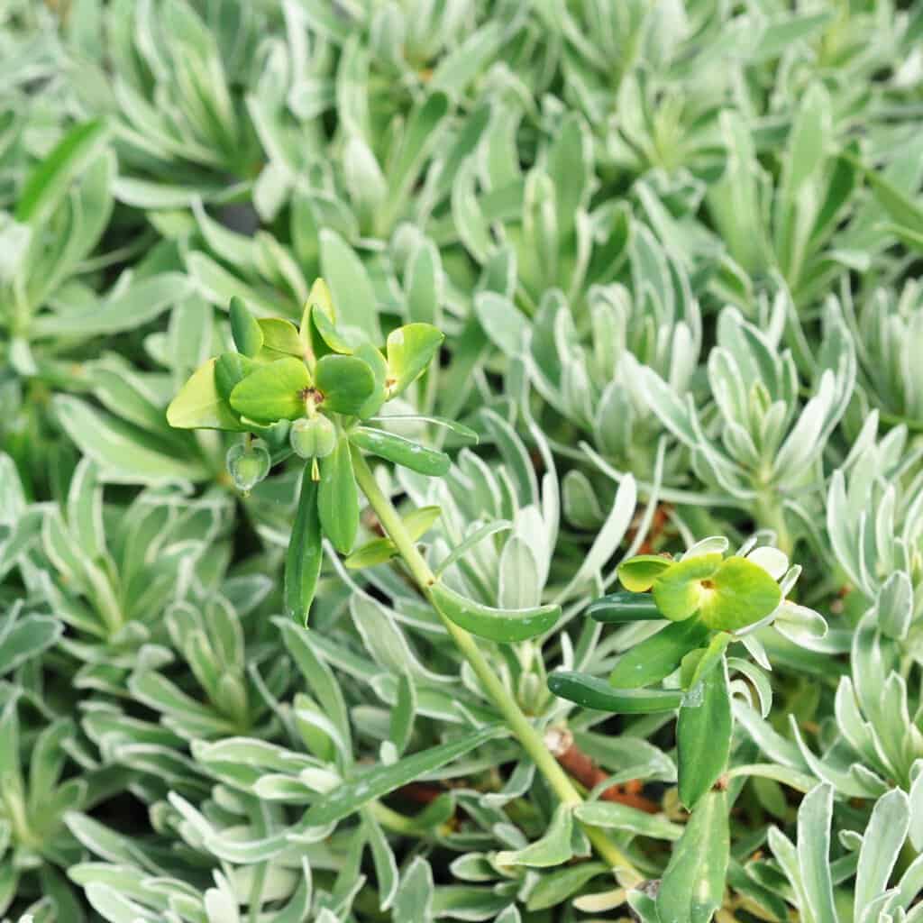 Euphorbia characias 'Glacier Blue' ---
